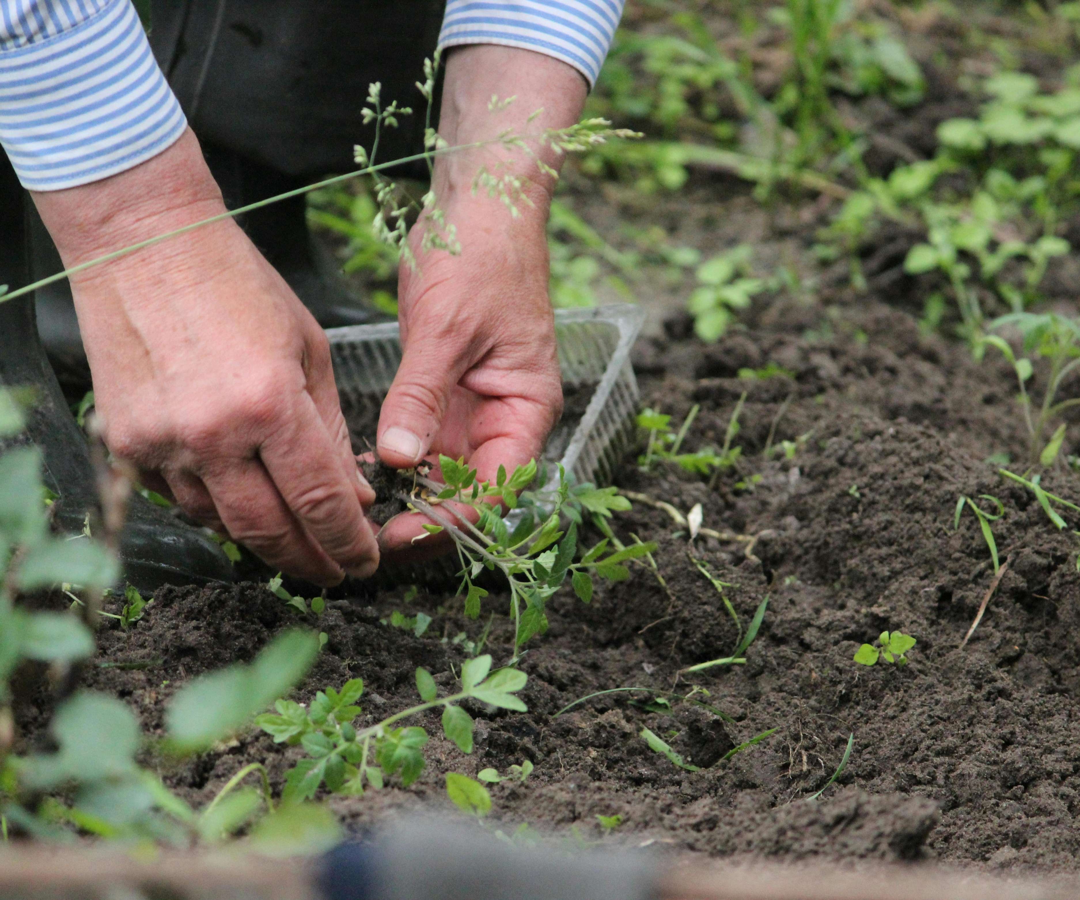 tuinhulp gezocht ouderen