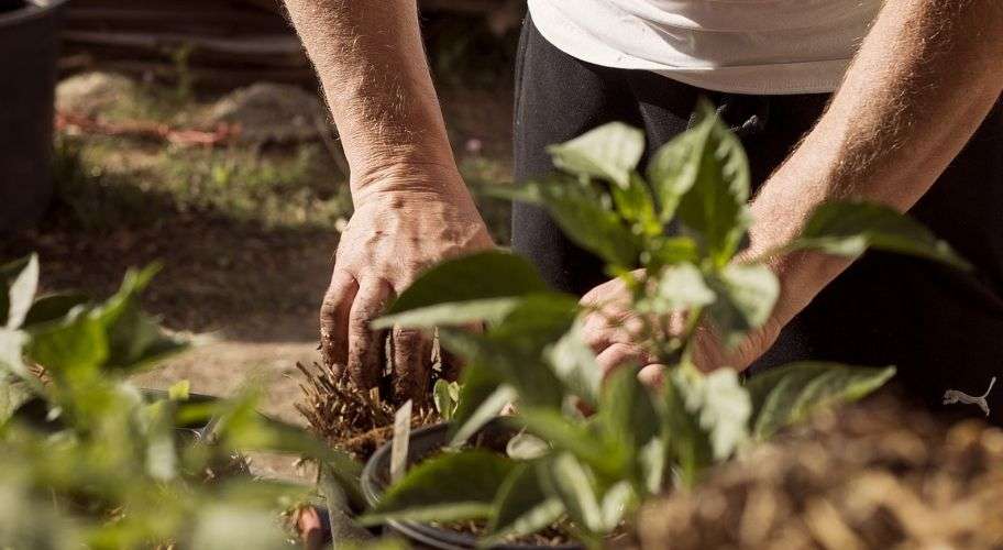 Un homme met une plante dans le sol comme tâche pour un helppie