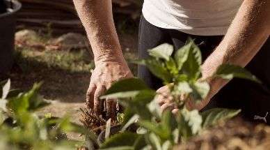 Man steekt een plant in de grond als taak voor een helppie